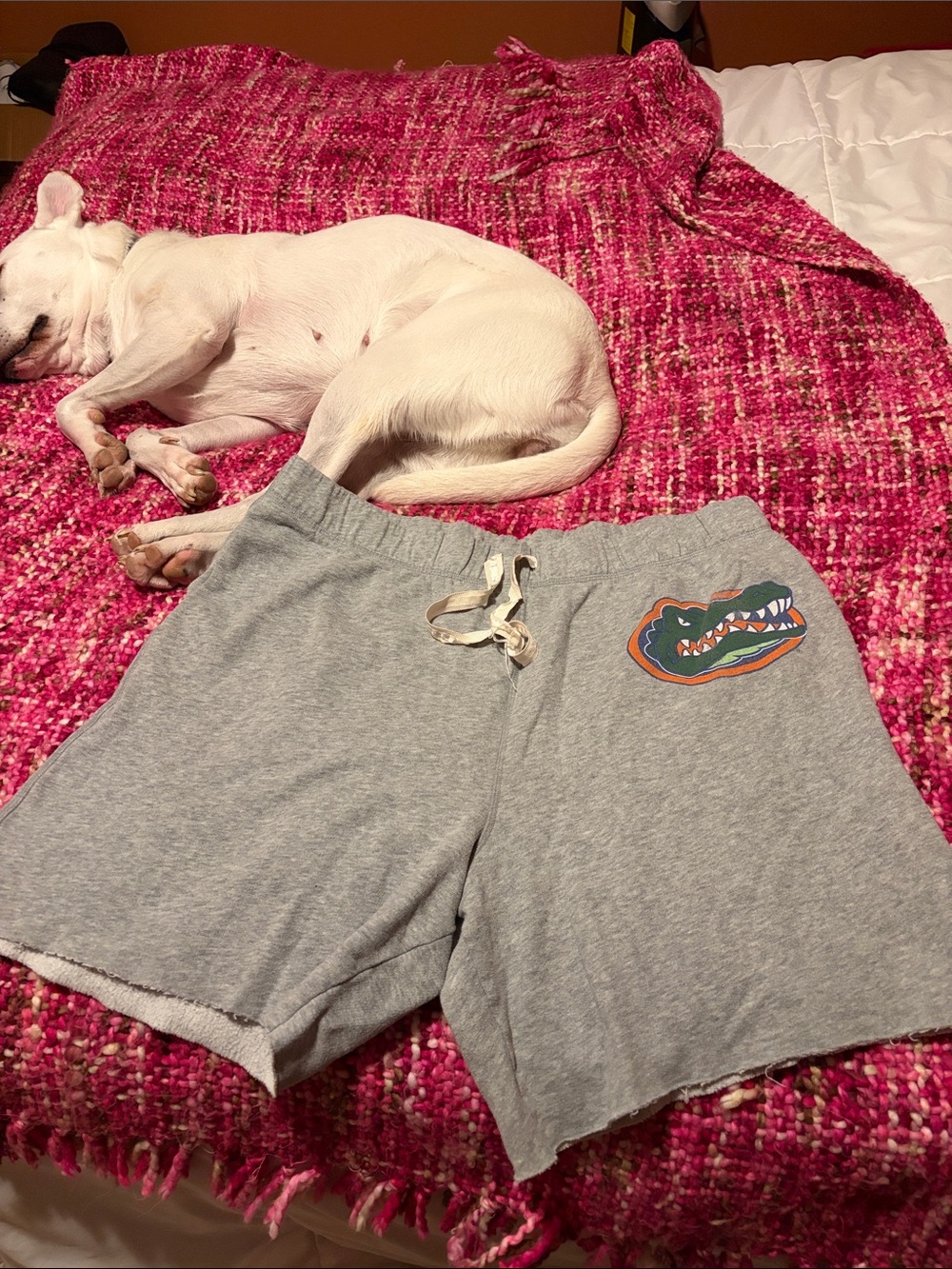 PINK Victoria's Secret UF Gators sweat shorts sz L